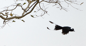 drongo